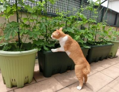 石田ゆり子さんの自宅インテリアにぞっこん 食器棚はどこのもの お家が好き